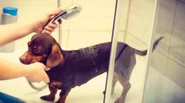 Küçük köpeğiyle ilgilenen bir kadın. Duşun altında kadın yıkama, dachshund temizleme. Hayvanlar hijyen kavramı.