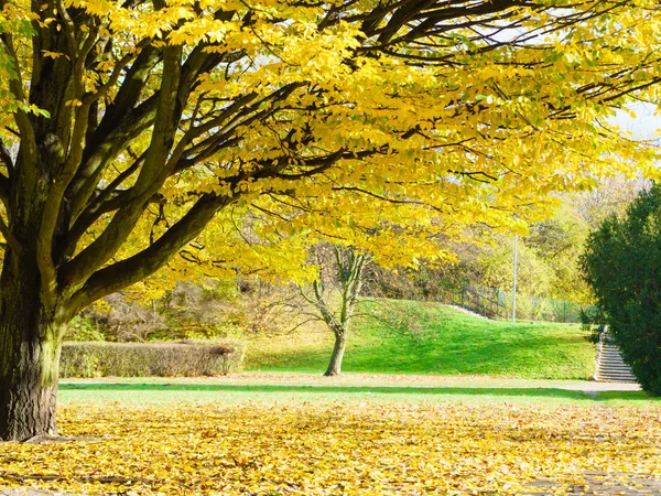Beautiful landscape of park during autumn, autumnal weather, sun shining, gold leafs on ground.