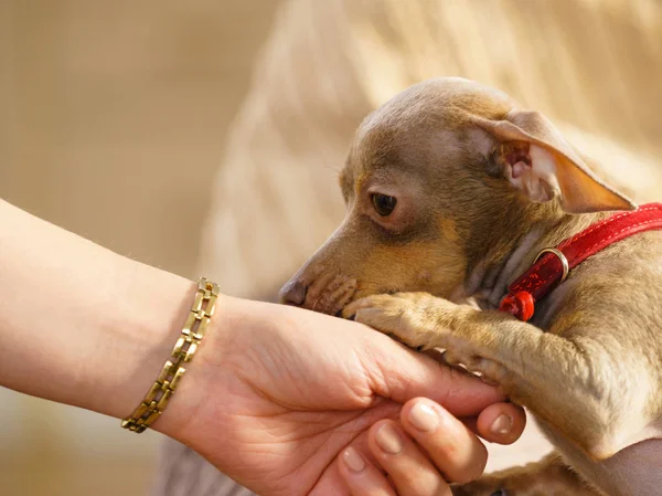 Mały Pinscher Ratter Prazsky Krysarik Purebreed Mały Pies Siedzi Relaks — Zdjęcie stockowe