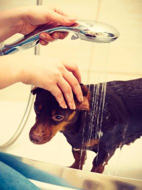 Küçük köpeğiyle ilgilenen bir kadın. Duşun altında kadın yıkama, dachshund temizleme. Hayvanlar hijyen kavramı.