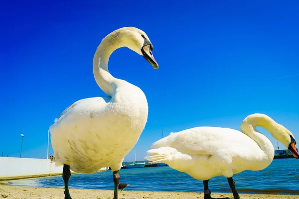 Cigni Passeggiano Sulla Spiaggia Sabbiosa Durante Soleggiato Clima Estivo Animali — Foto Stock