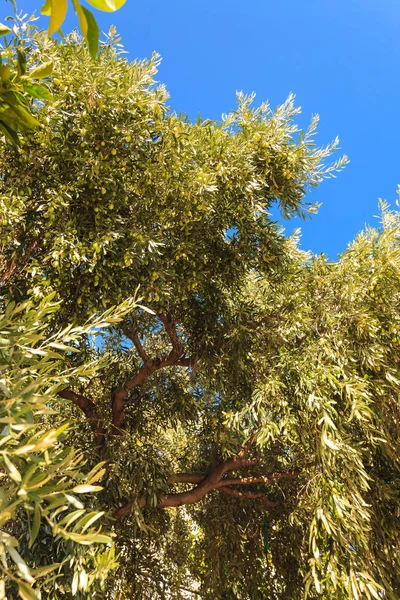 Concepto Flora Mediterránea Primer Plano Arbusto Verde Con Muchas Hojas — Foto de Stock