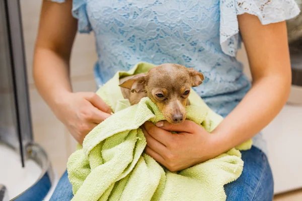 Nők Zöld Törölközővel Szárítják Kutyáját Pinscher Ratter Prazsky Krysarik Fajtiszta — Stock Fotó