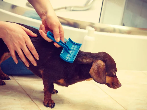 Mujer Cuidando Perro Salchicha Peinando Pelo Cachorro Usando Cepillo Perro — Foto de Stock