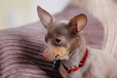 Küçük pinscher ratter prazsky krisarik safkan küçük köpek rahatlayıp kanepede dinleniyor..