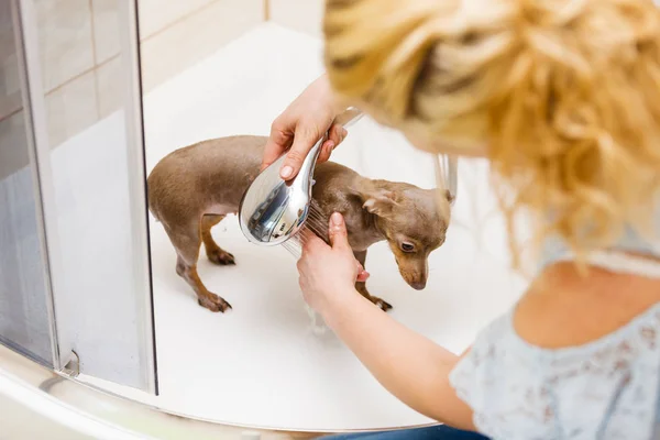 Mulher Cuidar Seu Cãozinho Lavagem Feminina Limpeza Pinscher Ratter Prazsky — Fotografia de Stock