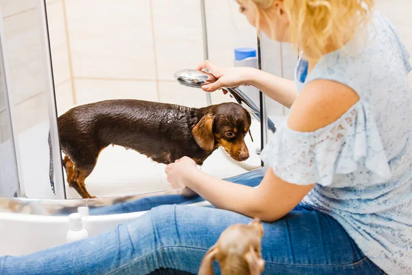 女性は小さな犬の世話をしている 女性の洗濯 シャワーの下での洗浄ダッシュ 動物衛生の概念 — ストック写真