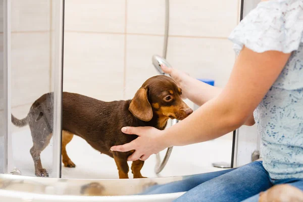 Mulher Cuidar Seu Cãozinho Lavagem Feminina Dachshund Limpeza Sob Chuveiro — Fotografia de Stock