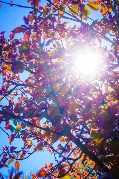 Ήλιος Φωτίζει Μέσω Πολύχρωμο Δέντρο Κλαδιά Και Φύλλα Κατά Διάρκεια — Φωτογραφία Αρχείου