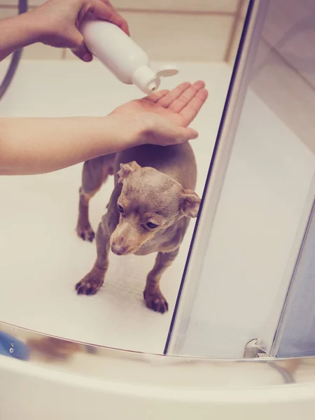 照顾她的小狗的女人女洗衣工 洗碗工在淋浴间里拉兹基 克里萨里克 动物卫生概念 — 图库照片