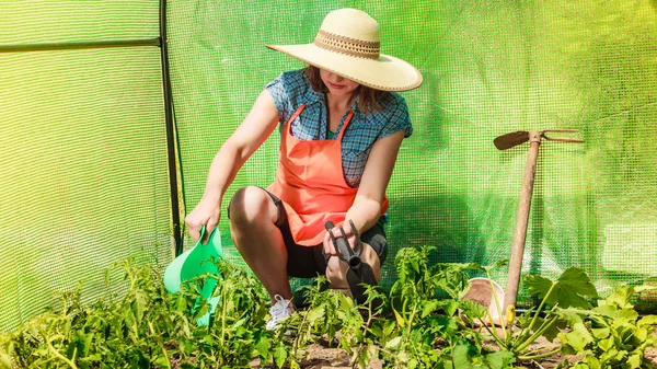 Berkebun Wanita Yang Bekerja Kebun Menyiram Tanaman Tomat Rumah Kaca — Stok Foto