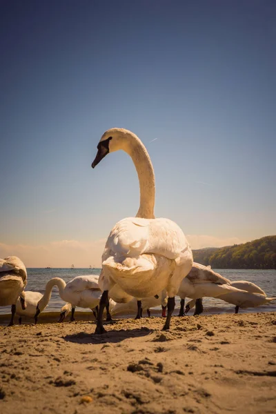 Cisnes Andando Praia Areia Durante Tempo Ensolarado Verão Animais Pássaros — Fotografia de Stock