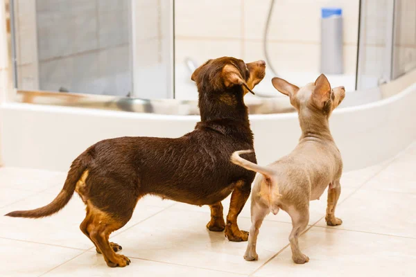 Dwa Małe Psy Radością Ogląda Właściciela Miniaturowe Szczenięta Purebreed Łazience — Zdjęcie stockowe