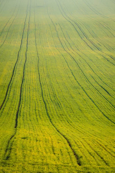 Champ Vert Comme Fond Naturel Éco Saisonnier — Photo