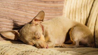 Küçük pinscher ratter prazsky krisarik safkan küçük köpek rahatlayıp kanepede dinleniyor..