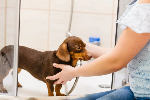 女性は小さな犬の世話をしている 女性の洗濯 シャワーの下での洗浄ダッシュ 動物衛生の概念 — ストック写真