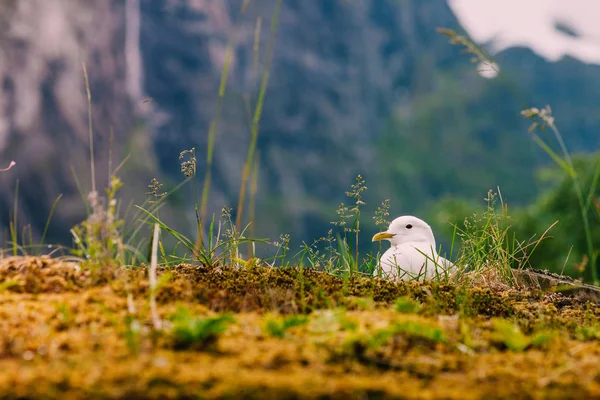 Gaivota Sentado Telhado Musgo Norway Natureza Beleza Das Aves Selvagens — Fotografia de Stock