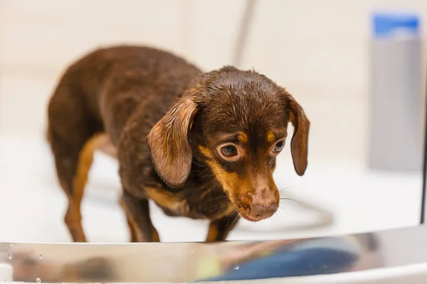 Mulher Cuidar Seu Cãozinho Lavagem Feminina Dachshund Limpeza Sob Chuveiro — Fotografia de Stock