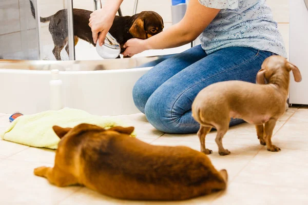 Mulher Cuidar Seu Cãozinho Lavagem Feminina Dachshund Limpeza Sob Chuveiro — Fotografia de Stock