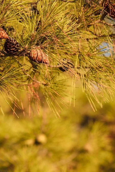 Конусы Ветвях Хвойного Дерева Детали Осенней Природы — стоковое фото