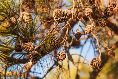Kozalak ağacının dallarındaki koniler. Sonbahar doğasının ayrıntıları.