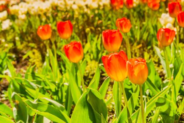 Turuncu kırmızı lale güneşli Bahçe dolu kadar kapatın. Çiçek yetiştirme kavramı.