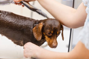 Küçük köpeğiyle ilgilenen bir kadın. Duşun altında kadın yıkama, dachshund temizleme. Hayvanlar hijyen kavramı.