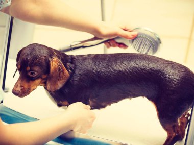 Küçük köpeğiyle ilgilenen bir kadın. Duşun altında kadın yıkama, dachshund temizleme. Hayvanlar hijyen kavramı.