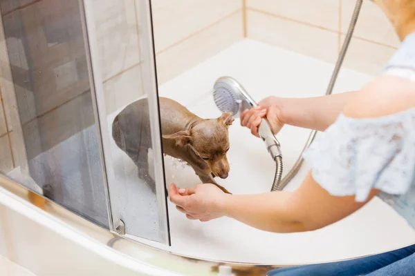 Mulher Cuidar Seu Cãozinho Lavagem Feminina Limpeza Pinscher Ratter Prazsky — Fotografia de Stock