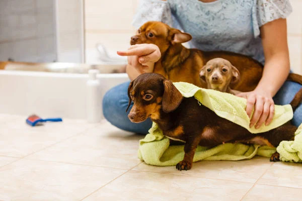 Mulheres Secar Seu Cãozinho Usando Toalha Verde Dachshund Purebreed Filhote — Fotografia de Stock
