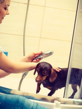 Küçük köpeğiyle ilgilenen bir kadın. Duşun altında kadın yıkama, dachshund temizleme. Hayvanlar hijyen kavramı.