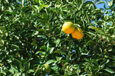 Güzel yeşil ağaç ham büyüyen portakal ile. Akdeniz flora, meyve doğada büyüyen.