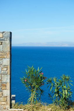 Akdeniz bitkisi konsepti. Yeşil çalıları yapraklarla kapatın. Yunanistan 'da doğa kavramı.