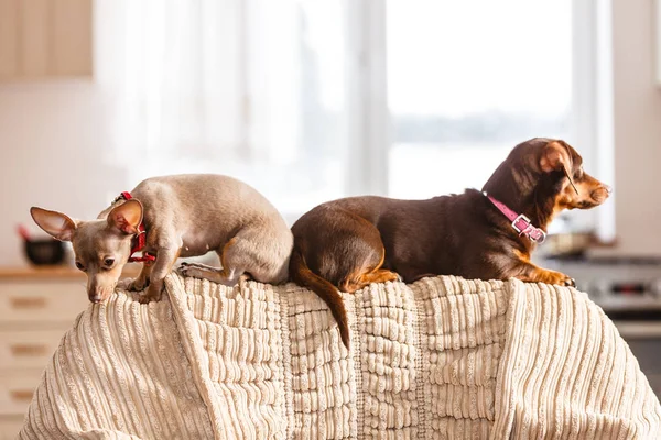 Kis Kutyák Tacskó Pinscher Férgező Kutya Prazsky Krysarik Nordikus Kanapé — Stock Fotó