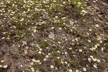 Doğa arka plan. Beyaz çiçekleri, papatya çiçek Norveç taş taş dağ alanda çiçek açmış. Bahar ya da yaz saati