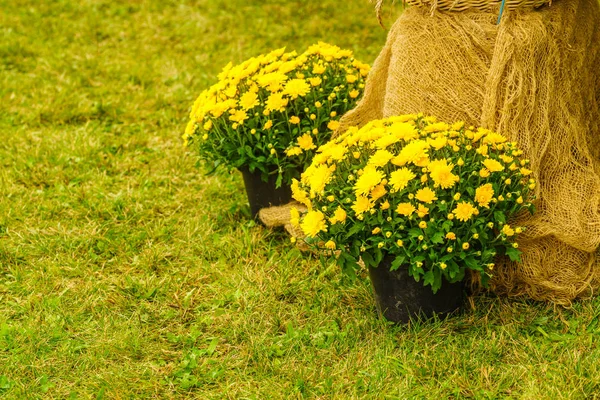 ポットの美しいカラフルな黄色の花 花畑の花束 フォルカ植物概念 — ストック写真