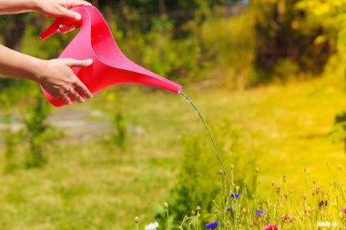 Bahçıvanlık. Bahçesinde çalışan bir kadın, elinde kadın eli, bahçedeki çiçekleri suluyor.