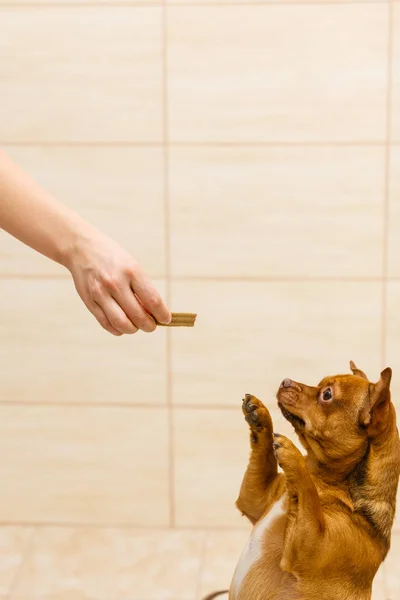 Unrecognizable Person Training Little Dogs Giving Food Treats Puppies Jumping — Stock Photo, Image