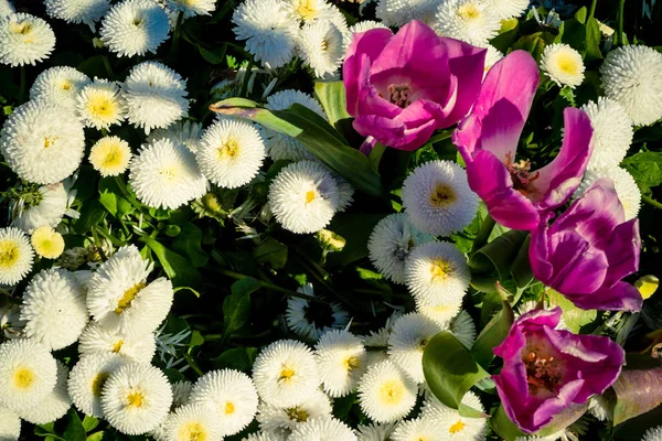 Schöner Garten Voller Farbenfroher Blumen Wie Tulpen Und Weißen Narzissen — Stockfoto