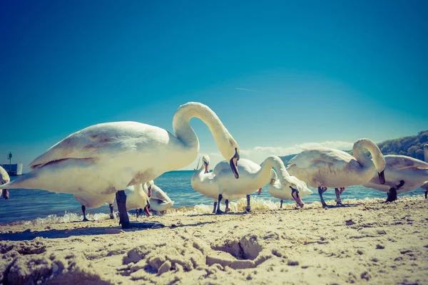 Cigni Passeggiano Sulla Spiaggia Sabbiosa Durante Soleggiato Clima Estivo Animali — Foto Stock