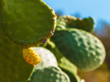 Yeşil Opuntia kaktüsünün dikenli armut açmasına yakın. Doğa, Akdeniz florası