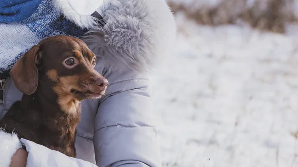 Persona Irreconocible Sosteniendo Pequeño Cachorro Pequeño Perro Daschund Mientras Nieve —  Fotos de Stock