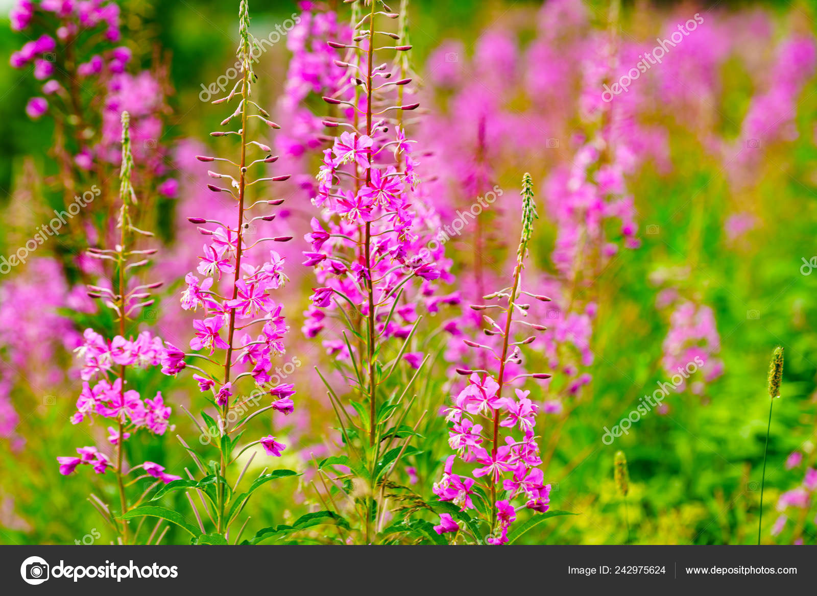 Tall Purple Flowers Rosebay Willowherb Norwegian Nature Stock Photo Image By C Anetlanda 242975624