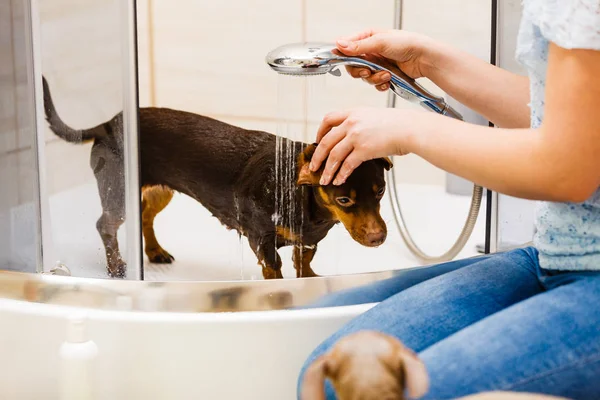 Mulher Cuidar Seu Cãozinho Lavagem Feminina Dachshund Limpeza Sob Chuveiro — Fotografia de Stock