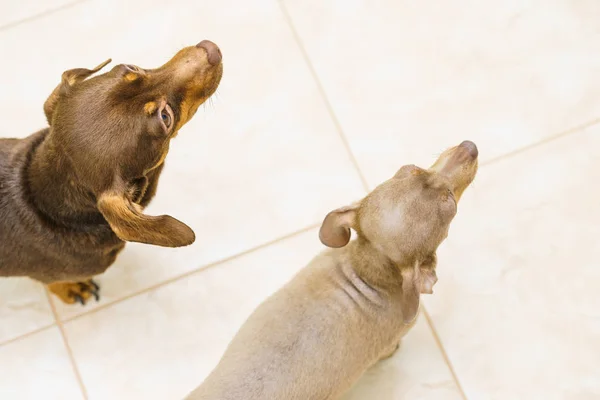 Små Hundar Tax Och Pinscher Krysarik Prazsky Krysarik Blandras Från — Stockfoto