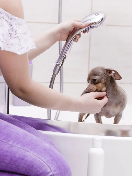 女性は小さな犬の世話をしている 女性の洗濯 シャワーの下にピンチャーラッターPrazsky Krysarikを掃除します 動物衛生の概念 — ストック写真