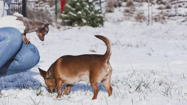 雪が降っている間に小さな犬の子犬とミニチュアピンチャーを持つ認識できない人 — ストック写真