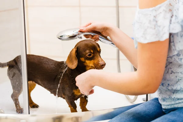 Mulher Cuidar Seu Cãozinho Lavagem Feminina Dachshund Limpeza Sob Chuveiro — Fotografia de Stock