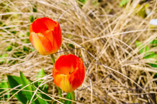 Close Sunny Garden Full Orange Red Tulips Flower Breeding Concept — Stock Photo, Image