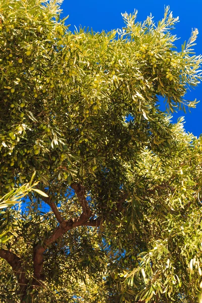 Konzept Der Mediterranen Flora Nahaufnahme Eines Grünen Busches Mit Vielen — Stockfoto